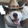 beanthehusky