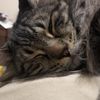 murrthecat