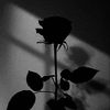 katte.19