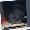 bucketthemuppet