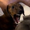 lilgose