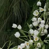 hianh18