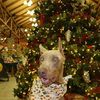 oliverdoberman