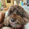 rubyyhorton