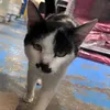 iiitscofy