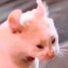 mfnmel