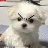 meokonreview