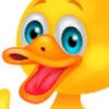 boldokoducky