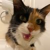 junes.account