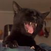 catsloveabby