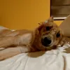 furmomdi