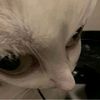 mank0chan