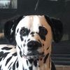 dalmatiansteve