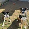 meandmycollies