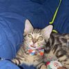 cutiethecat2021