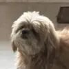 lunzooo0000