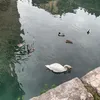 nellasalmo