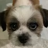 shxxxwty