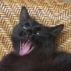 smolminttoh