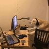 henry_bengtson