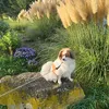 marysetibee