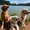 ramblingrosegoldens
