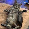 mani_thegreekswedishcat