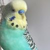bambi.jadethebudgies