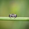 sometimes.spiders.grow