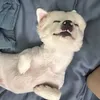 littlelazi