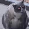 fkvsw