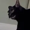 kaiaemme