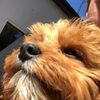 teddythecava