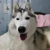usthehuskies