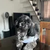 congkieely