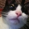 zinithecat