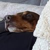 littlemeat_4sure