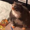 fatcateatingcheetos