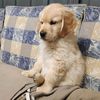 chickenthegoldenchook