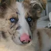 arwenaussie