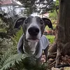 ddaawwnn