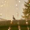 tr_anero19