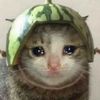 .melon.cat