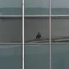 sqsc
