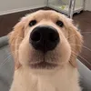 naoistopcrying