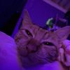 jackelin.e