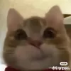 ddwodozi