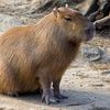 capybara.connoisseur