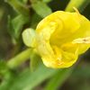 juliana_5_22_03