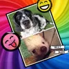 dogandhog